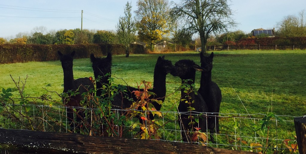 View of our alpacas